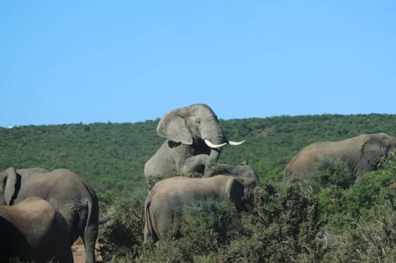 Addo Elephant National Park: Guided Safari Tour - Key Points  