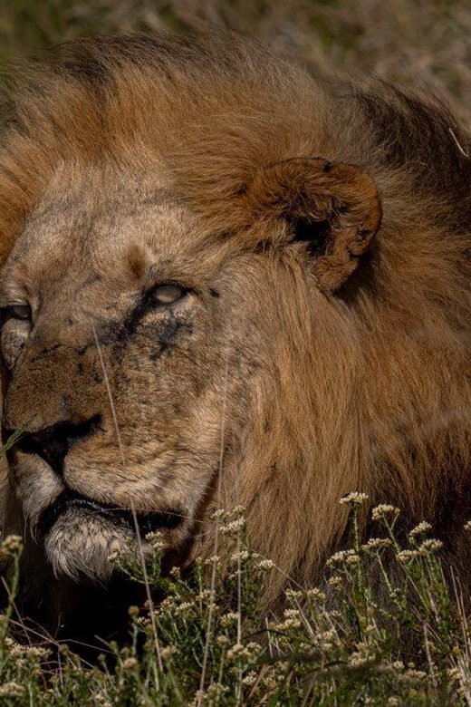 Addo Elephant National Park Half-Day Safari - Introduction