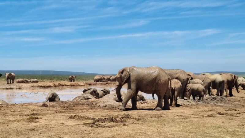 Addo Elephant National Park Half-Day Safari - The Value of This Experience