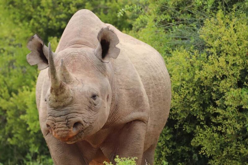Addo Elephant National Park Half-Day Safari - FAQ