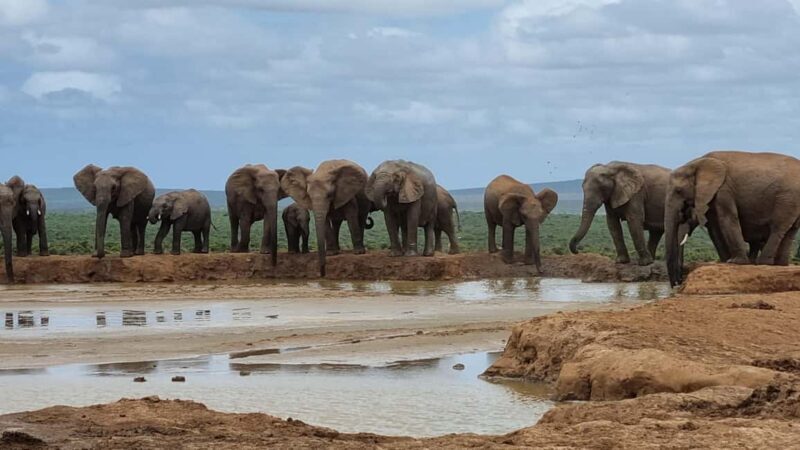 Addo Elephant National Park Private Full-Day Safari - Key Points