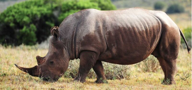 Addo Elephant National Park Private Full-Day Safari - What to Expect from Your Day in Addo