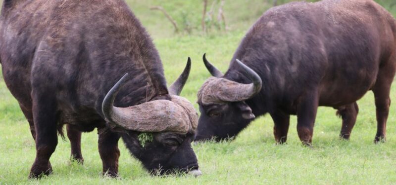 Addo Elephant National Park Private Full-Day Safari - Is This Safari Right for You?