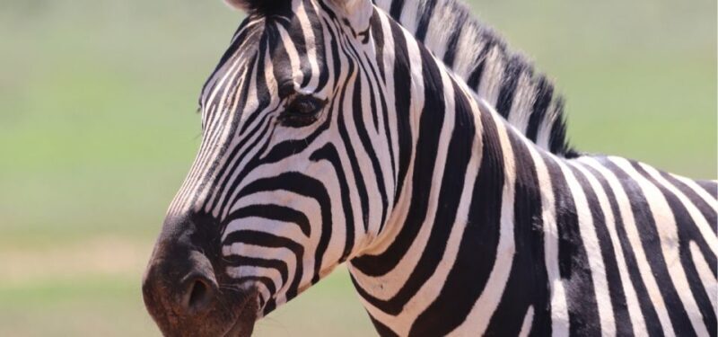 Addo Elephant National Park Private Full-Day Safari - Final Thoughts