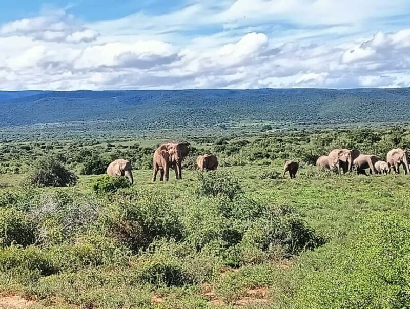 : Addo Elephant National Park Safari Half Day - The Guides and Their Role