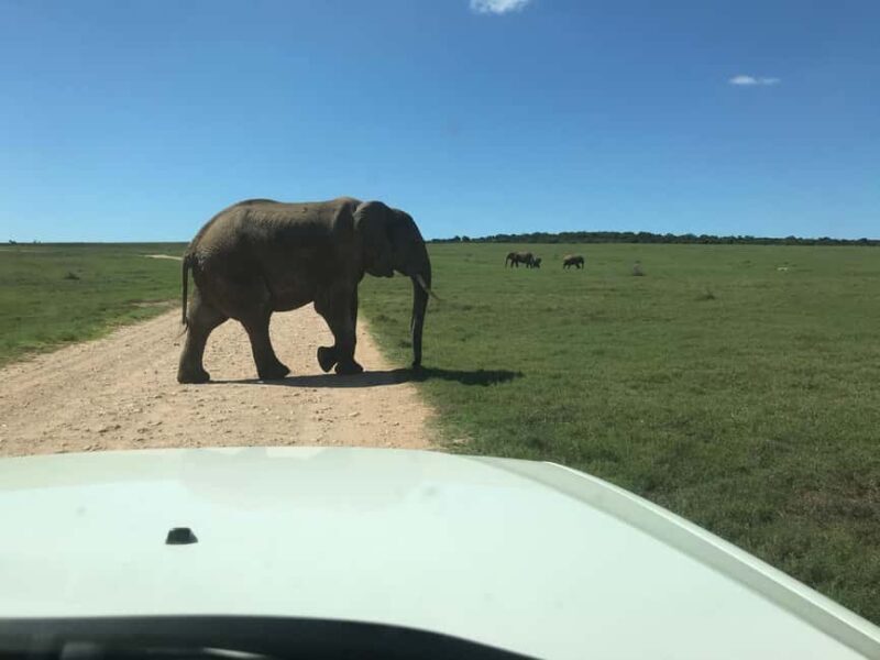 : Addo Elephant National Park Safari Half Day - The Sum Up