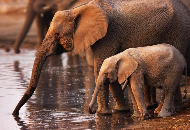 Addo Elephant National Park Tour - Full day of Wildlife Wonders - Key Points