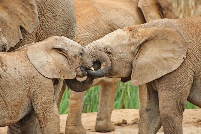 Addo Elephant National Park Tour - Full day of Wildlife Wonders - An In-Depth Look at the Addo Elephant National Park Tour
