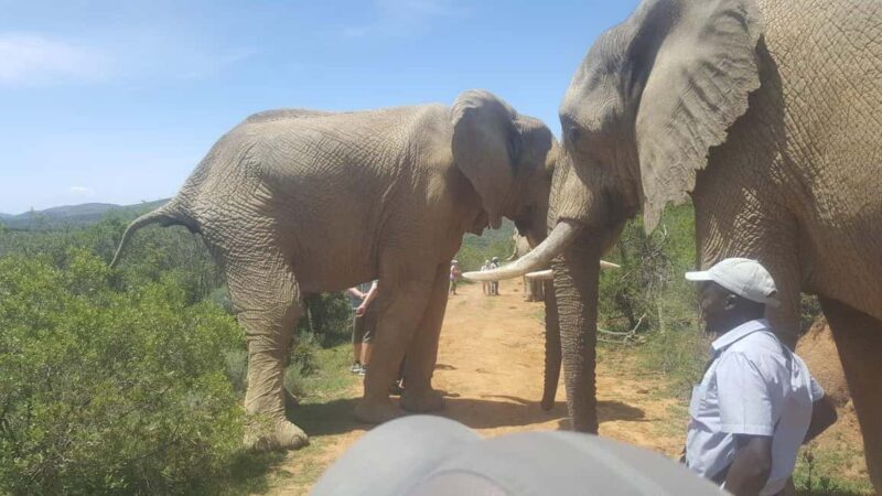 Addo Elephant National Park Tour - Addo Elephant National Park Tour: A Genuine Safari Experience in South Africa