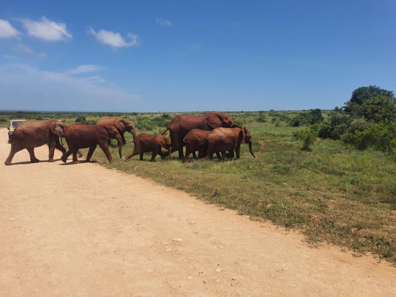 Addo Elephant National Park Tour - An In-Depth Look at the Addo Elephant National Park Tour