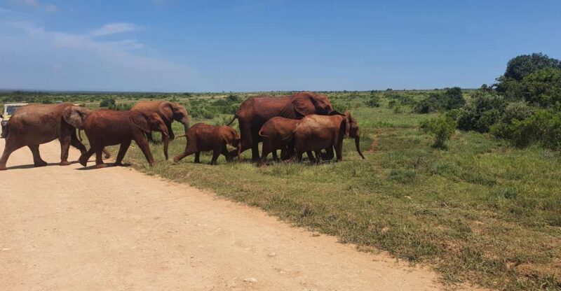Addo Elephant National Park Tour - Final Thoughts: Is It Worth It?