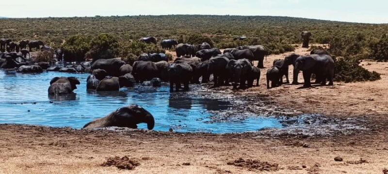 Addo Elephant National Park Tour with Boat Cruise - Who Would Love This Tour?