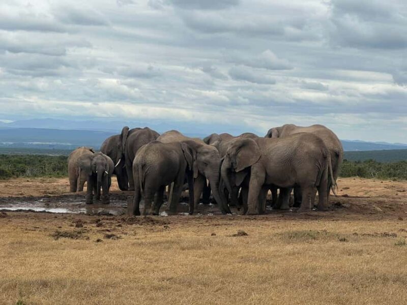 Addo Elephant National Park Tour with Boat Cruise - FAQs