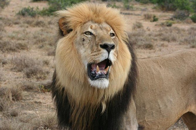 Addo Elephant National Park Tours from Port Elizabeth - Exploring Addo Elephant National Park Tours from Port Elizabeth