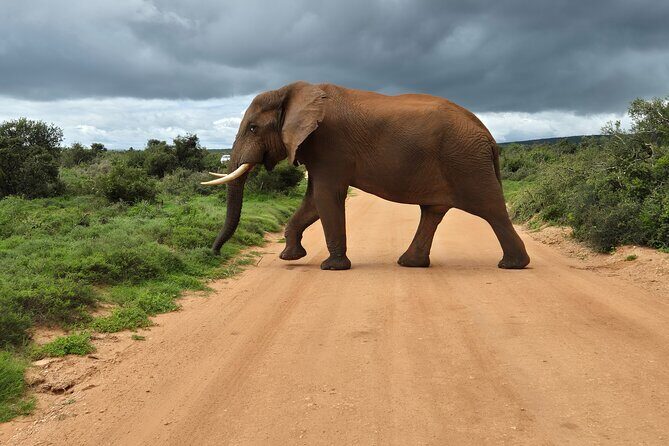 Addo Elephant National Park Tours from Port Elizabeth - The Sum Up: Who Should Consider This Tour?