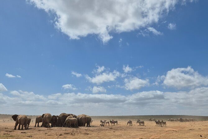 Addo Elephant National Park Tours from Port Elizabeth - Frequently Asked Questions  