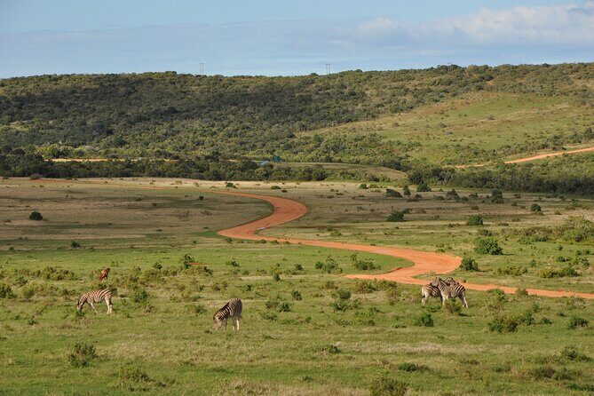 Addo Elephant Park All-Inclusive Day Safari from Port Elizabeth - Practical Details and Considerations