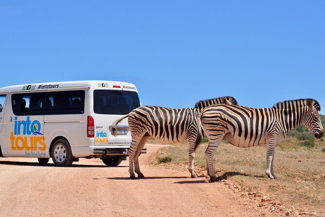 Addo Elephant Park All-Inclusive Day Safari from Port Elizabeth - FAQ: Your Practical Questions Answered