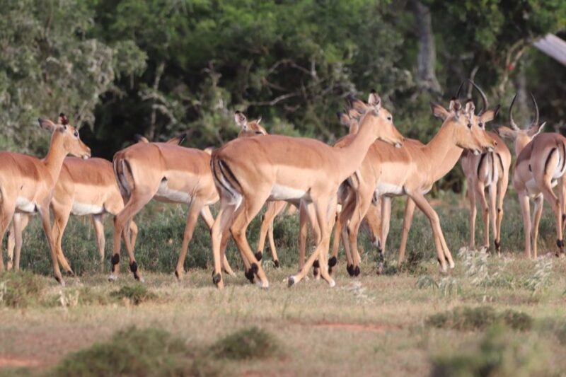 Addo Elephant Park and Giraffe Walk Full Day Safari - Key Points