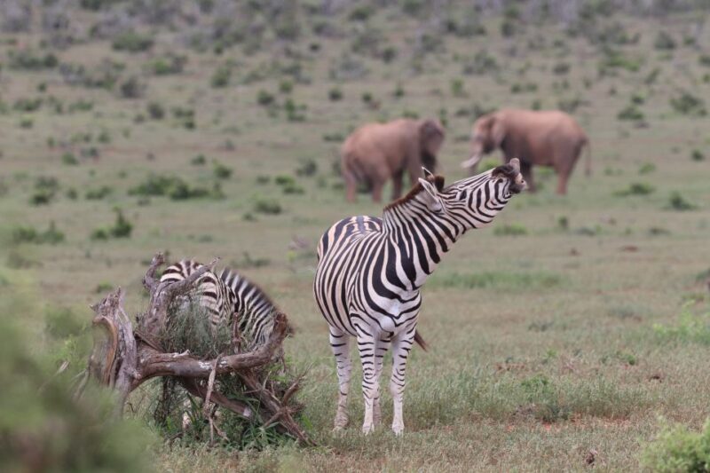 Addo Elephant Park and Giraffe Walk Full Day Safari - The Itinerary Breakdown