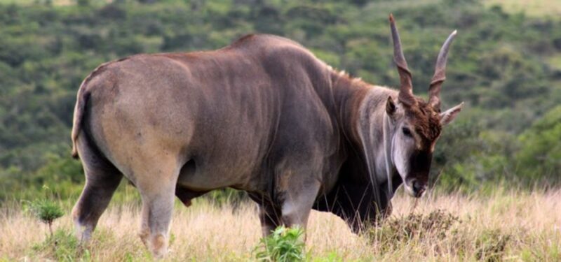 Addo Elephant Park and Giraffe Walk Full Day Safari - Who Would Love This Tour?