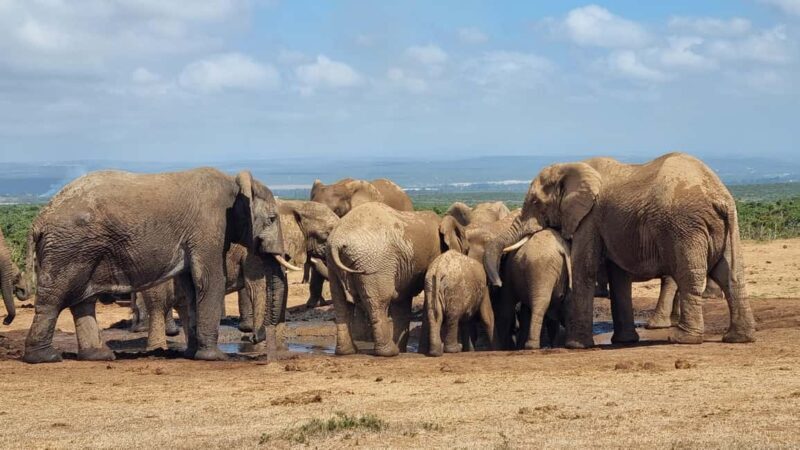 Addo Elephant Park and Giraffe Walk Private Full Day Safari - A Closer Look at the Itinerary and Experience