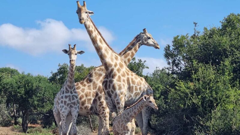 Addo Elephant Park and Giraffe Walk Private Full Day Safari - FAQ