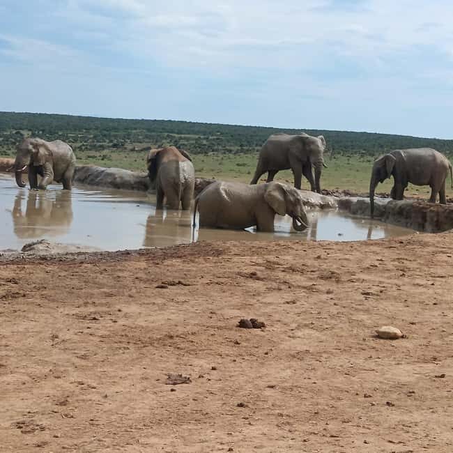 Addo Elephant Park and Kragga Kamma Game Park Combo - Key Points