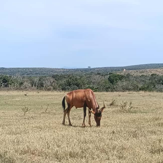 Addo Elephant Park and Kragga Kamma Game Park Combo - The Practical Breakdown of the Tour