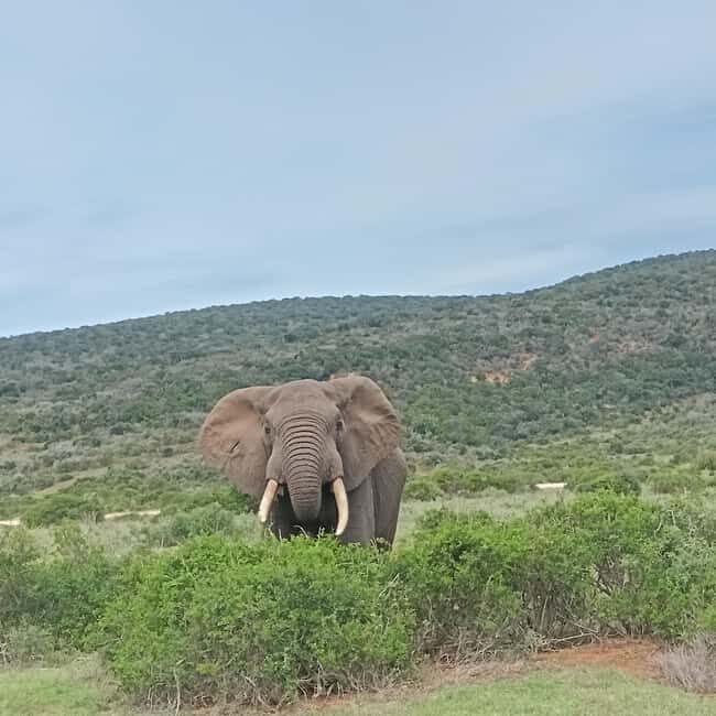 Addo Elephant Park and Kragga Kamma Game Park Combo - Who Would Love This Tour?