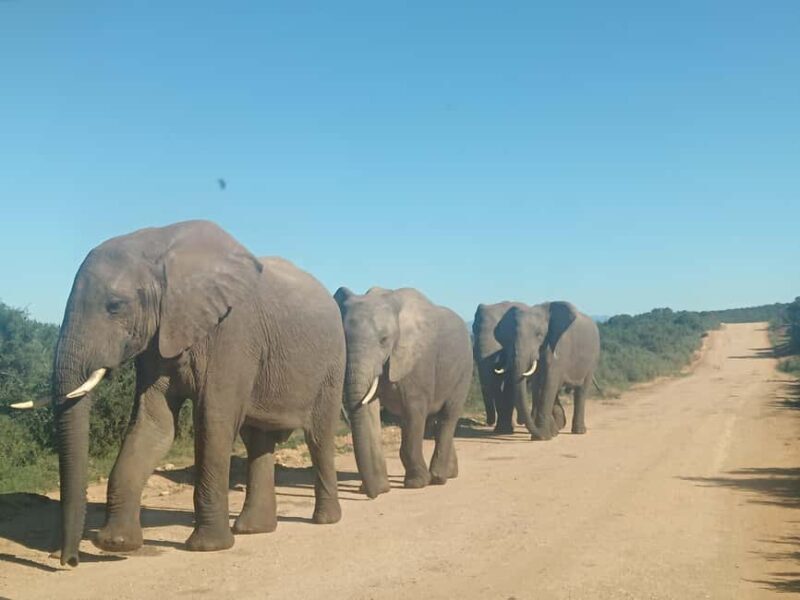 Addo Elephant Park and Kragga Kamma Game Park Combo - Final Thoughts