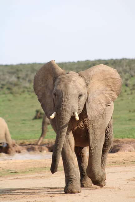 Addo Elephant Park: Big 7 Safari with Guide - Key Points  