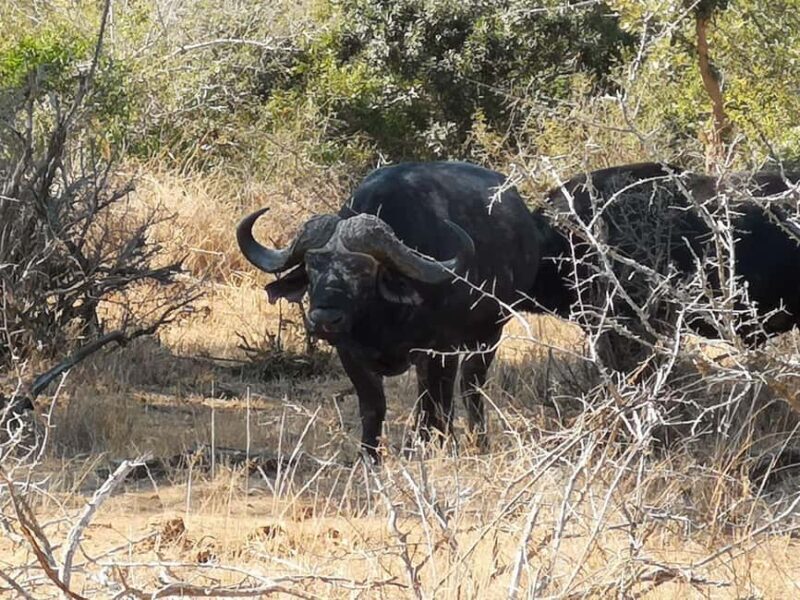 Addo Elephant Park: Big 7 Safari with Guide - A Closer Look at the Addo Elephant Park Safari  