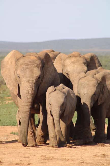 Addo Elephant Park: Big 7 Safari with Guide - FAQs  