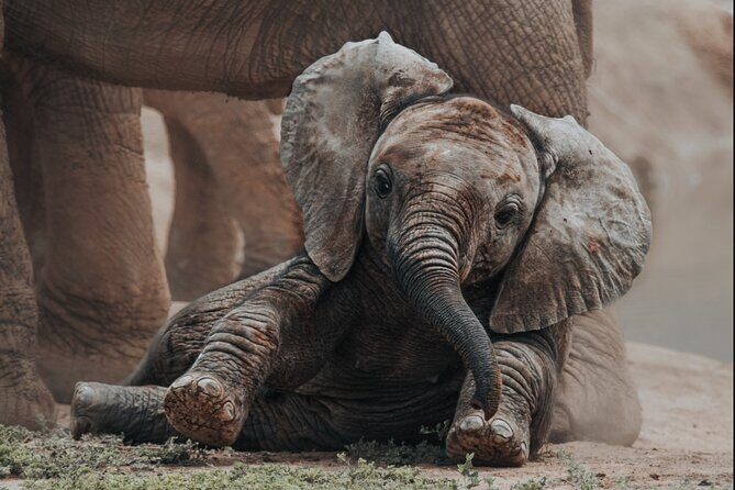 Addo Elephant Park Full day big 5 Safari - Key Points