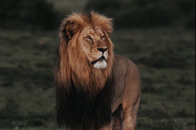 Addo Elephant Park Full day big 5 Safari - Exploring Addo Elephant Park: What You Can Expect