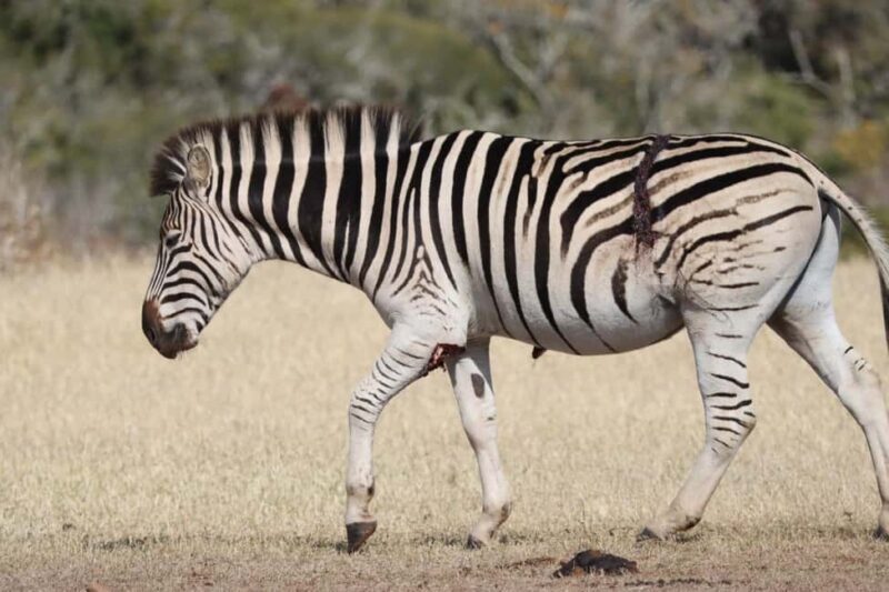 Addo elephant park (fullday-game drive)-with braai Lunch BBQ - Final Thoughts: Who Will Love This Tour?