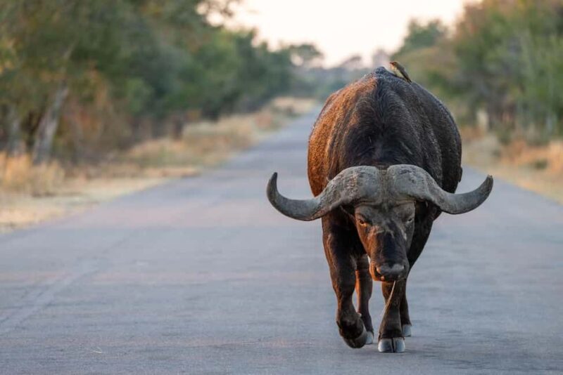Addo elephant park (fullday-game drive)-with braai Lunch BBQ - FAQ
