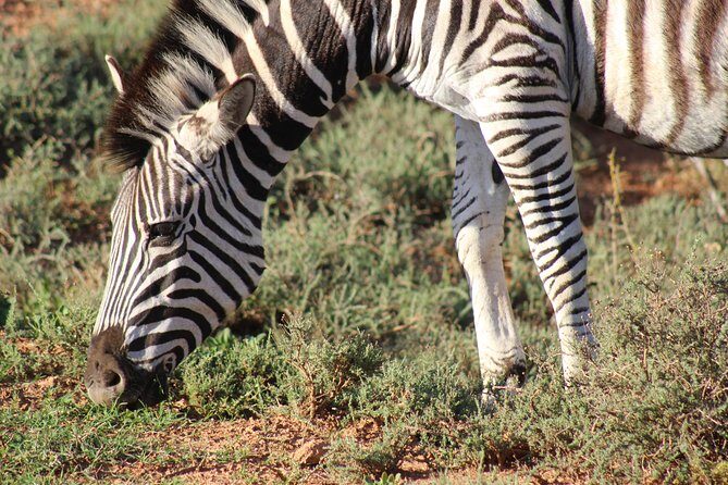 Addo Elephant Park multi-day Photo Safari - Exploring the Itinerary in Detail