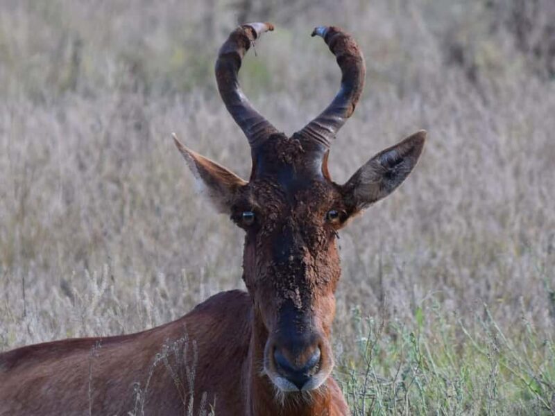Addo Elephant Park: Safari from Port Elizabeth - Introduction