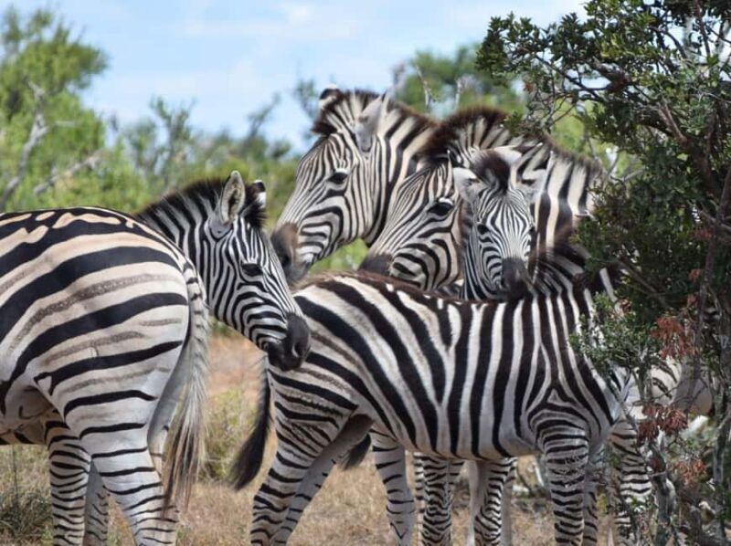 Addo Elephant Park: Safari from Port Elizabeth - The Itinerary Breakdown