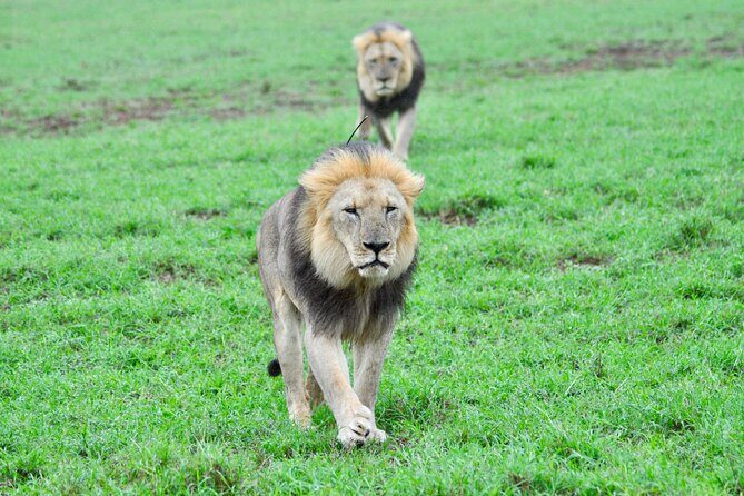 Addo Elephant Park Safari & Shore Excursion from Port Elizabeth - Who Should Consider This Tour?