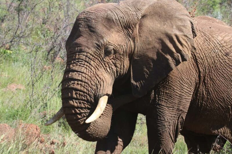 Addo Elephant Park Tours. Full Day - Introduction