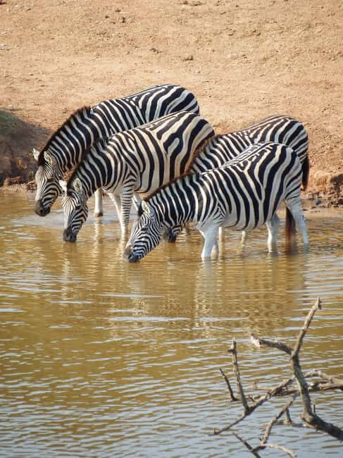 Addo Elephant Park Tours. Full Day - The Experience: Pros and Cons