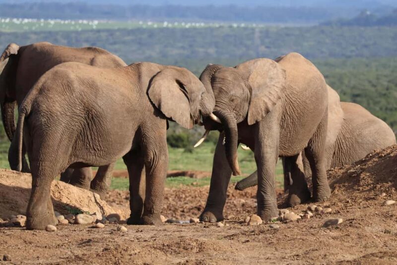Addo Elephant Park Tours. Full Day - Detailed Breakdown of the Day