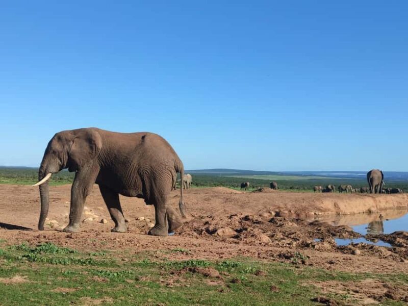 Addo Elephant Park Tours. Full Day - FAQ