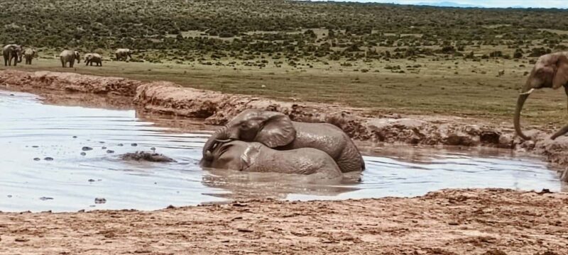 Addo Elephant Park:Safari Tour meet Big 5 to be satisfied - Key Points