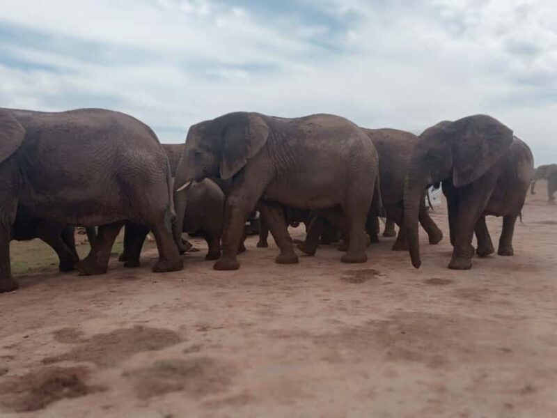 Addo Elephant Park:Safari Tour meet Big 5 to be satisfied - What the Reviews Say