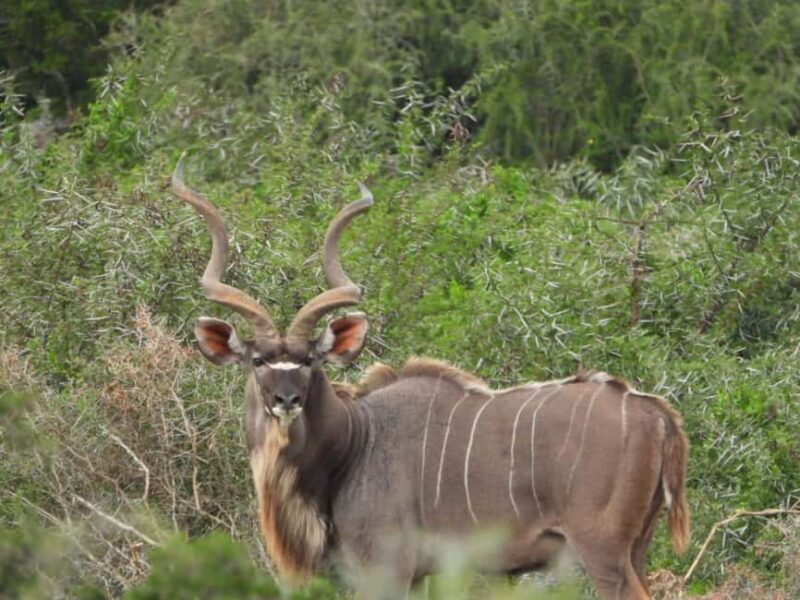 Addo Elephant Park:Safari Tour meet Big 5 to be satisfied - The Sum Up