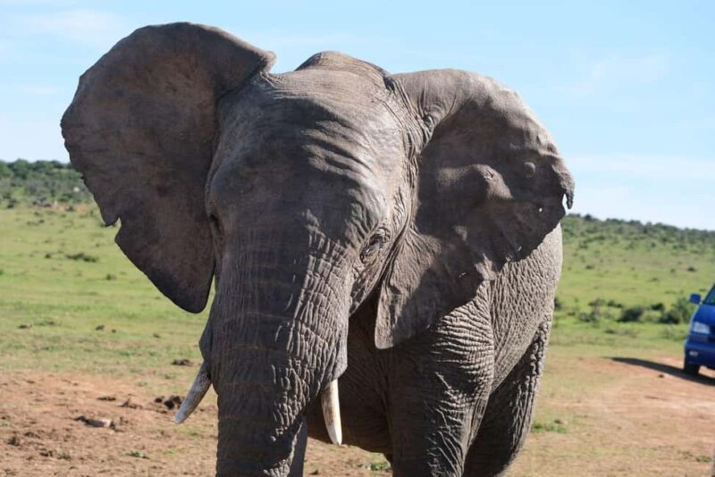 Addo: Elephant Walking Safari Experience - What’s Included and How It Works